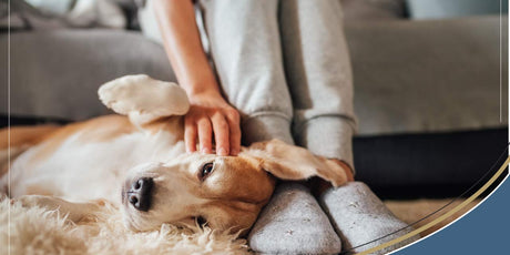 Preventing & Treating Canine UTI